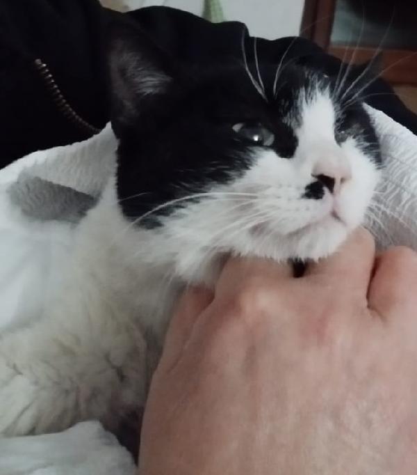 Fruttella, ipovedente a un occhietto Foto 7